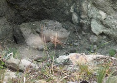 Cinclodes albidiventris