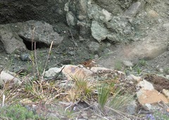 Cinclodes albidiventris