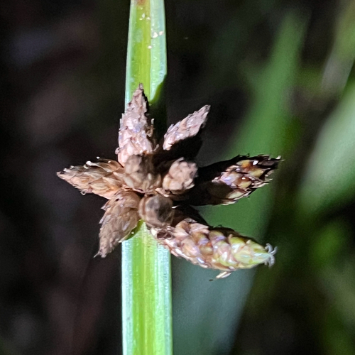 Bog Bulrush (Schoenoplectiella mucronata)