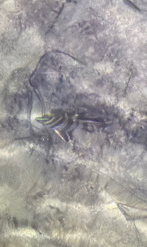 Enoplosus armatus