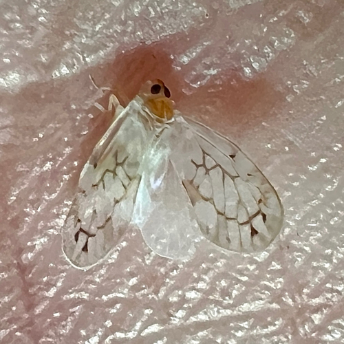 Levu vitiensis observed 2026-02-06