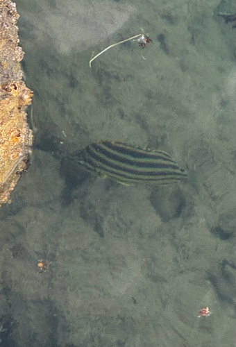 Microcanthus strigatus