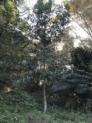 Cinnamomum kotoense