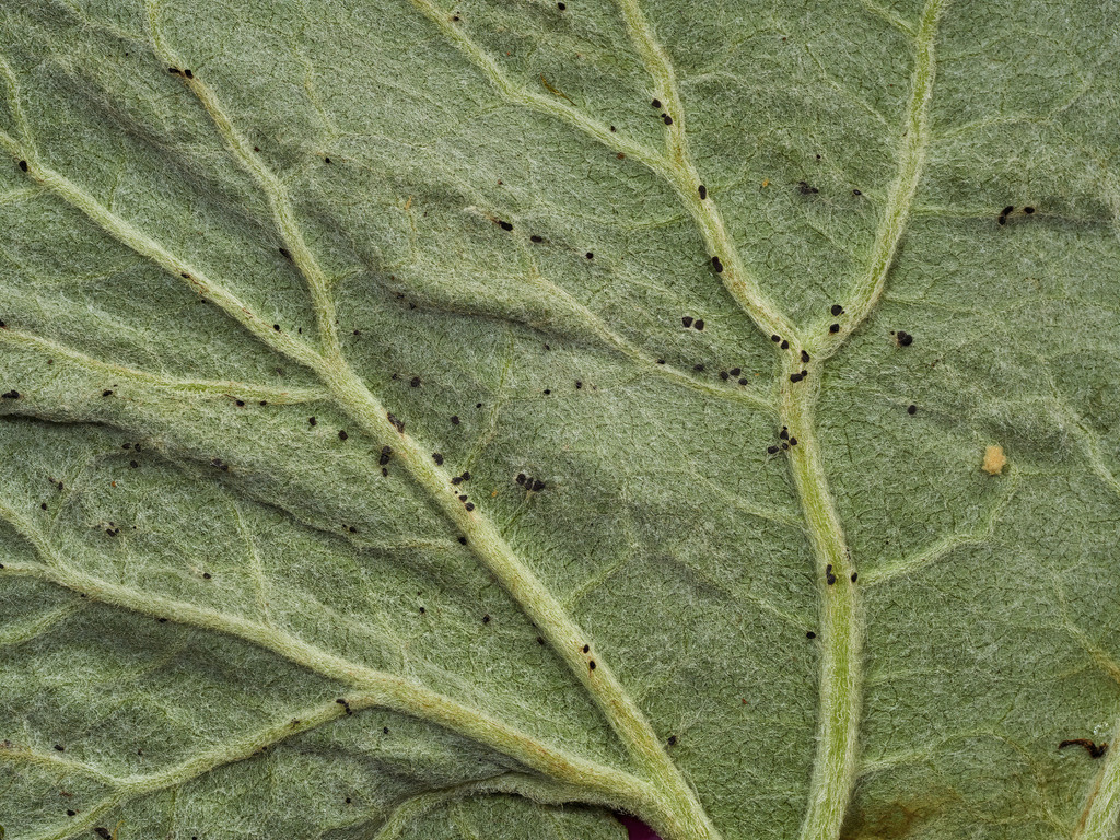 Didymium tussilaginis