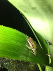 Pristimantis omeviridis