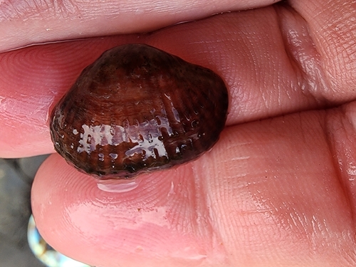 Notosaria nigricans observed 2026-02-05