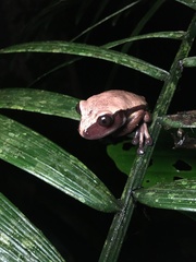 Nyctimantis rugiceps