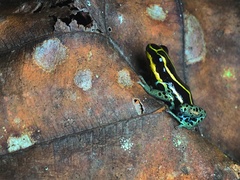 Ranitomeya variabilis