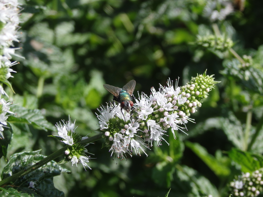 Bot Flies, Blow Flies, and Allies in February 2020 by Graeme Rigg. Fly