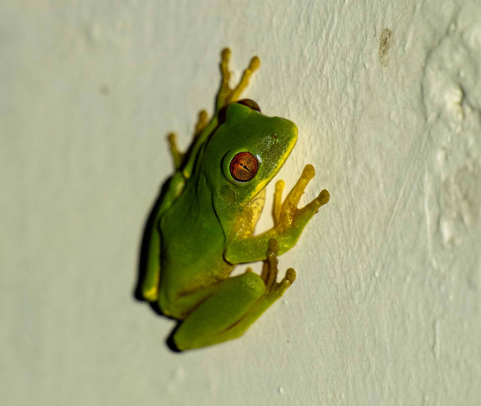 Leptopelis natalensis (Smith, 1849)