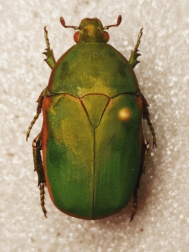Pachnodella marginella