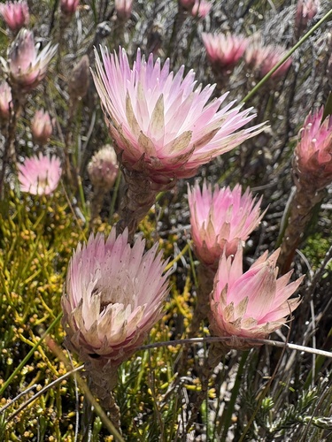 Wingseed Scaly Sewejaartjie (Edmondia pinifolia)