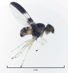 Maorina bimacula
