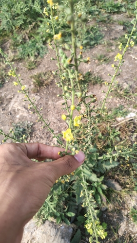 Chinese mullein (Verbascum coromandelianum)