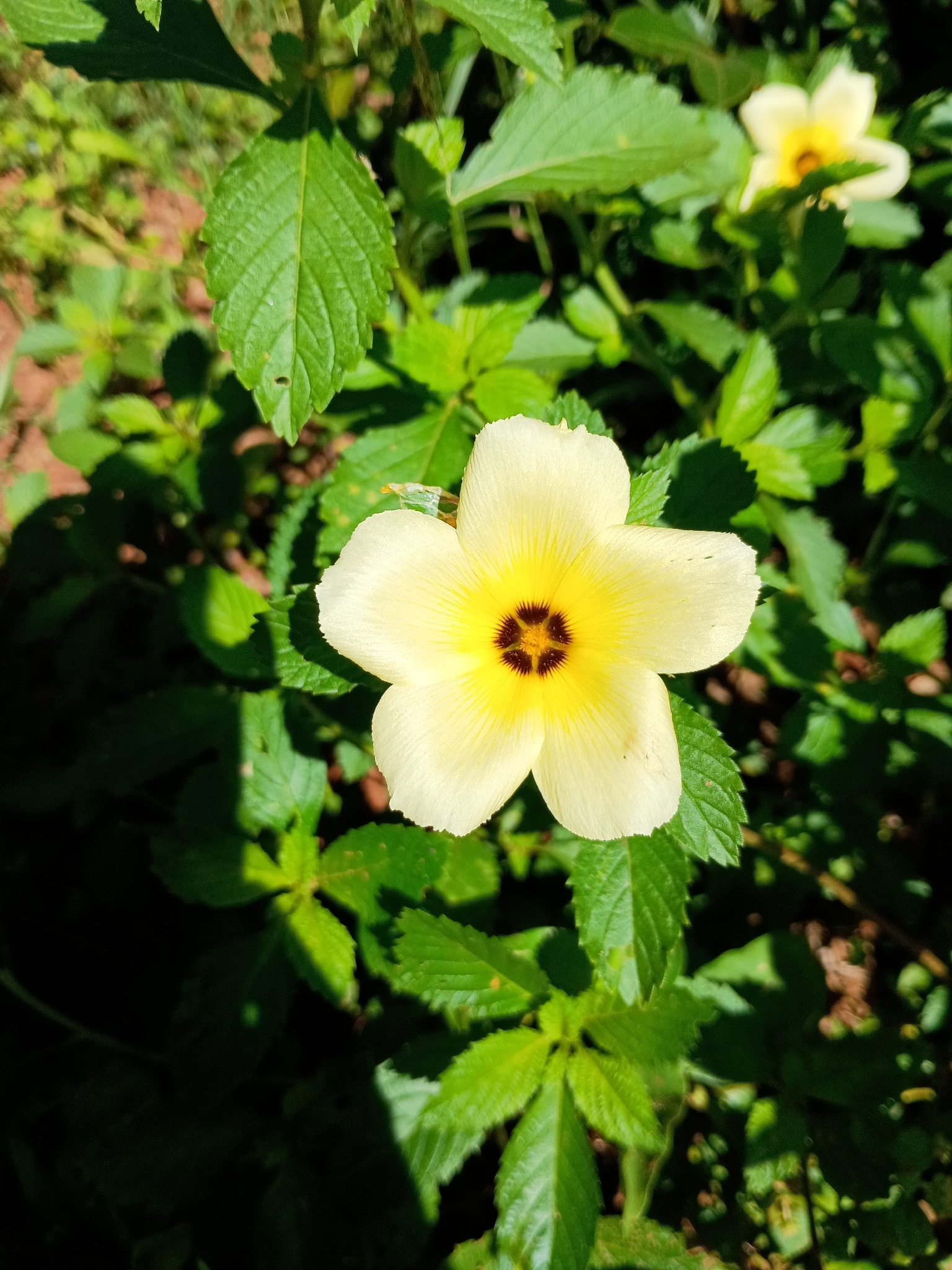 Turnera subulata