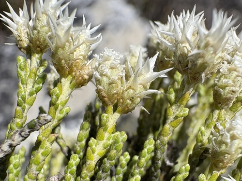 Rock Renosterbush (Dolichothrix ericoides)
