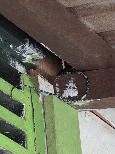 Chrysopelea paradisi