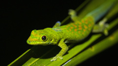 Pasteur's Day Gecko photo 3
