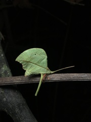 Typophyllum mortuifolium
