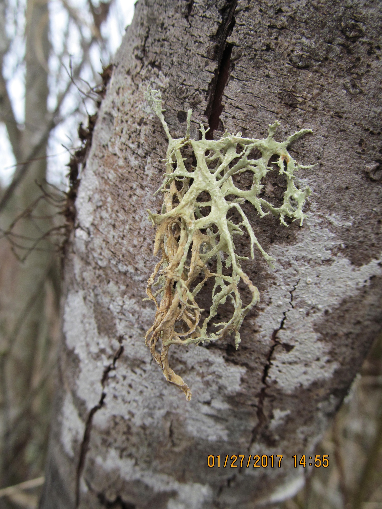 Evernia prunastri image