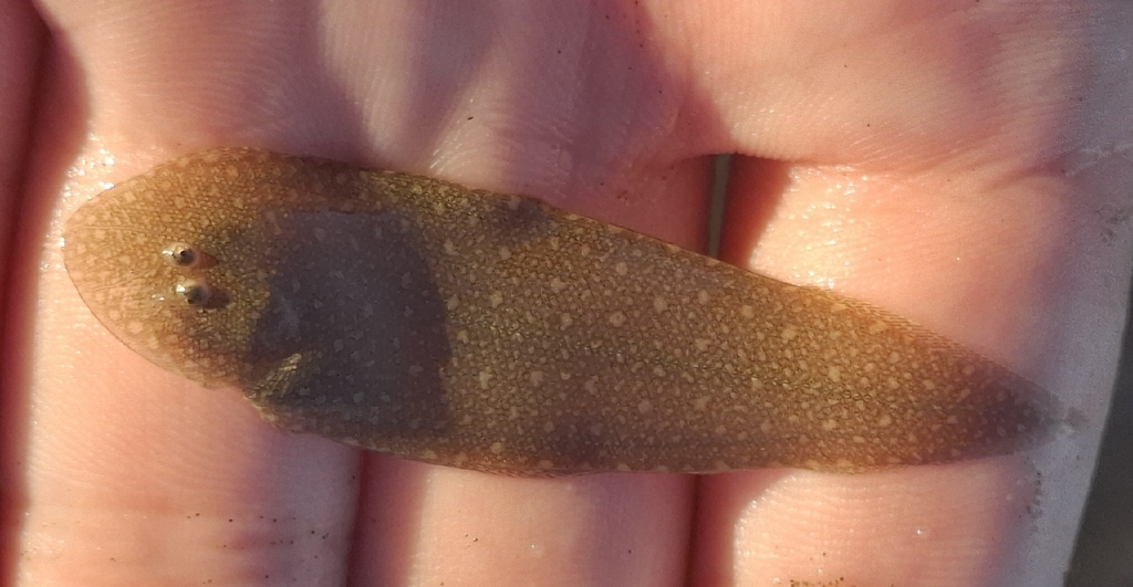 Double-lined tongue sole (Paraplagusia bilineata) — Cynoglossidae