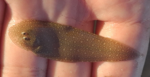 Double-lined tongue sole (Paraplagusia bilineata) — Cynoglossidae
