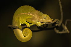 Mayotte Chameleon photo 2