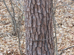 Pinus densiflora