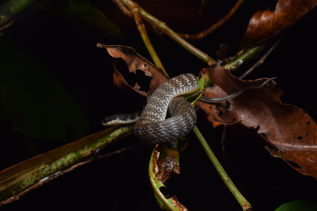 Barred Keelback (Tropidonophis doriae)