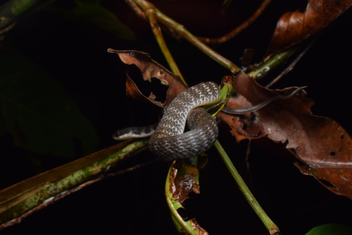 Tropidonophis doriae