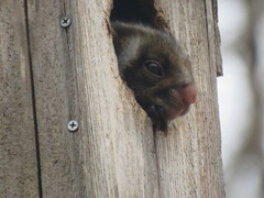 Petaurista leucogenys