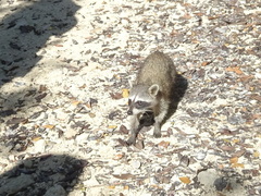 Procyon pygmaeus