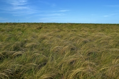 Stipa tirsa