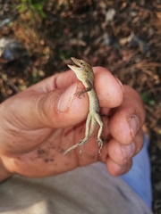 Anolis laeviventris