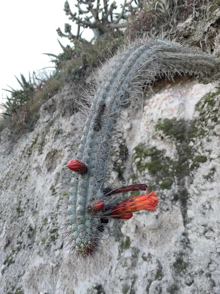 Cleistocactus sepium (Kunth) F.A.C.Weber