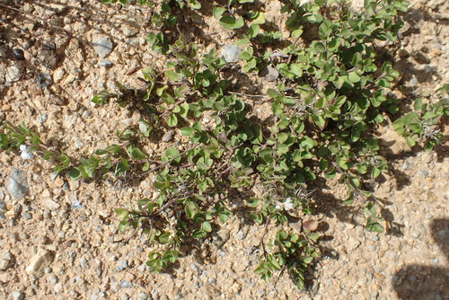 Dyschoriste setigera, photograph 2