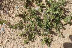 Dyschoriste setigera, photograph (c) Nicola van Berkel, some rights reserved (CC BY-SA)