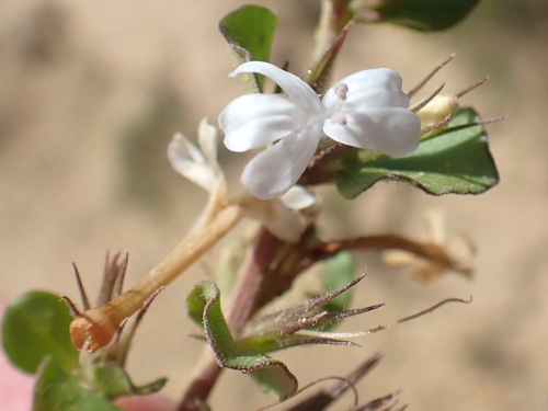 Fairy Stars (Dyschoriste setigera)
