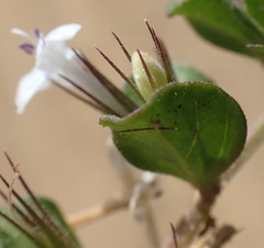 Dyschoriste setigera, photograph (c) Nicola van Berkel, some rights reserved (CC BY-SA)