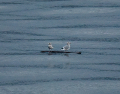 Larus brachyrhynchus