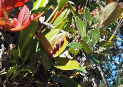 Pleurothallis restrepioides