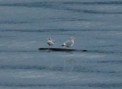 Larus brachyrhynchus