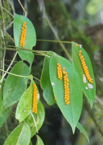 Pleurothallis truncata, photograph 5