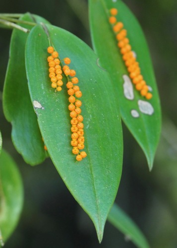Pleurothallis truncata