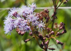 Aristeguietia lamiifolia