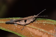 Xiphiola cyanoptera