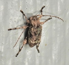 Leptostylus transversus