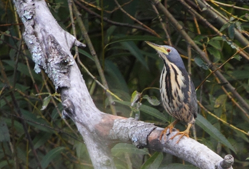 Avetorillo plomizo (Ixobrychus sturmii)