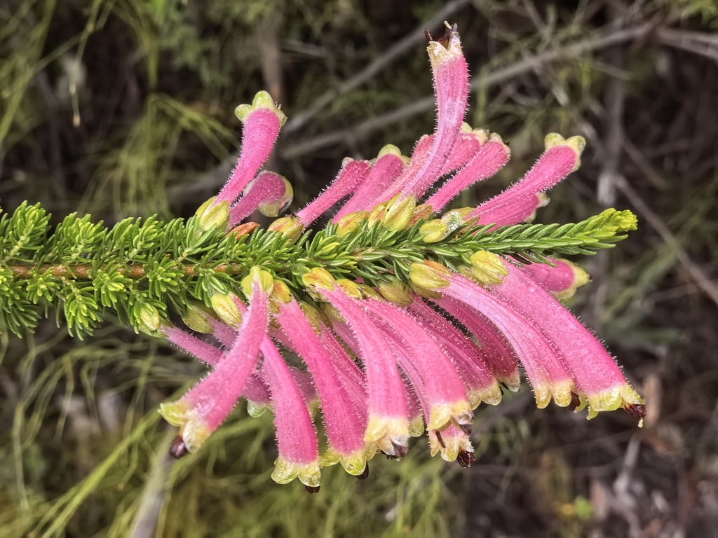 Erica densifolia; photograph author not stated, no rights reserved