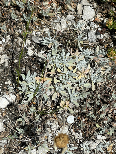 Achillea ageratifolia